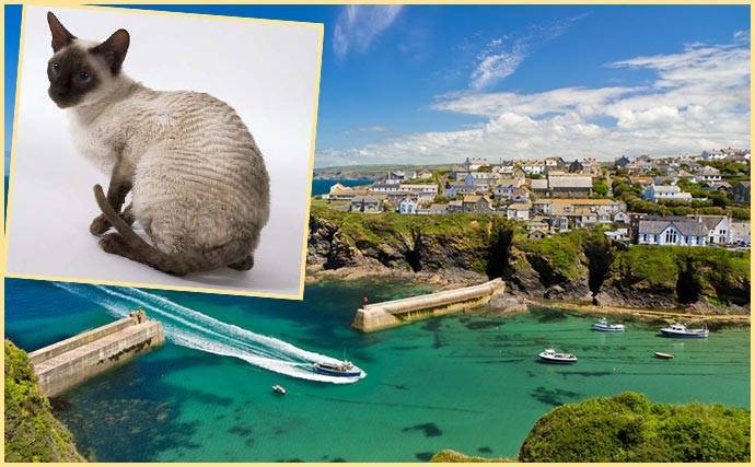 Описание породы кошек корниш-рекс: длительность жизни, описание