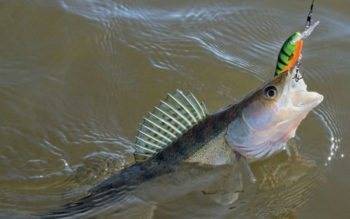 Рыба судак (морская и речная) — где водится, описание, образ жизни, техника ловли