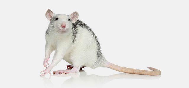 Крыса дамбо - все о декоративной породе, как правильно содержать и кормить питомца, правильный уход