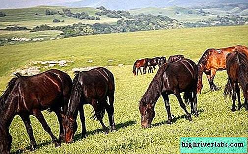 Редкие животные из Красной книги Приморского края — список, характеристика и фото