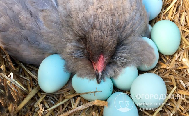 Как содержится порода кур Араукана, и выгоден ли бизнес на ее разведении
