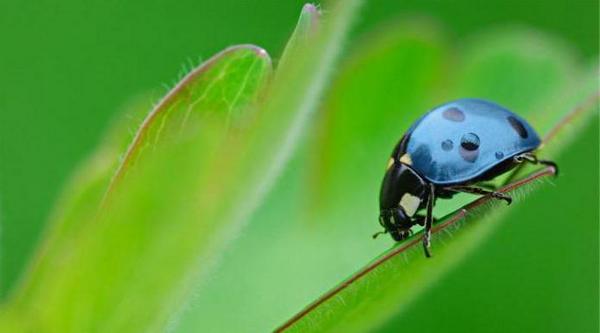 Про желтую божью коровку с черными пятнами: описание, ядовитая или нет, приметы