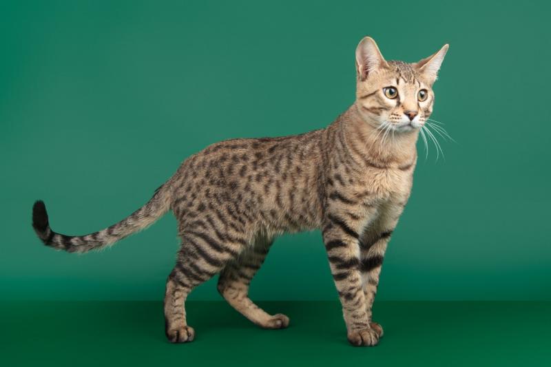 Серенгети: порода кошек с необычной внешностью, описание экстерьера и характера