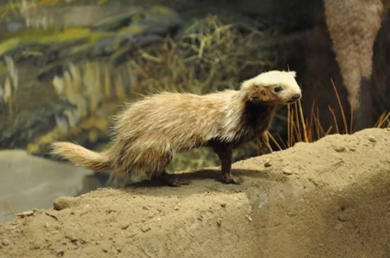 Ласки домашние: уход и содержание