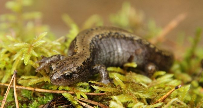 Сибирский углозуб — интересные факты и сведения