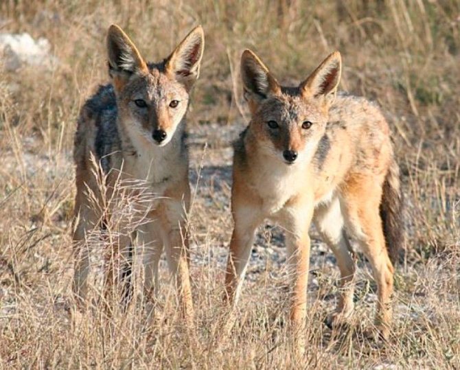 Охота на шакала и описание полное зверя