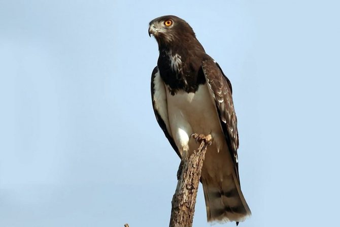 Полевой лунь: описание птицы, особенности, виды, образ жизни