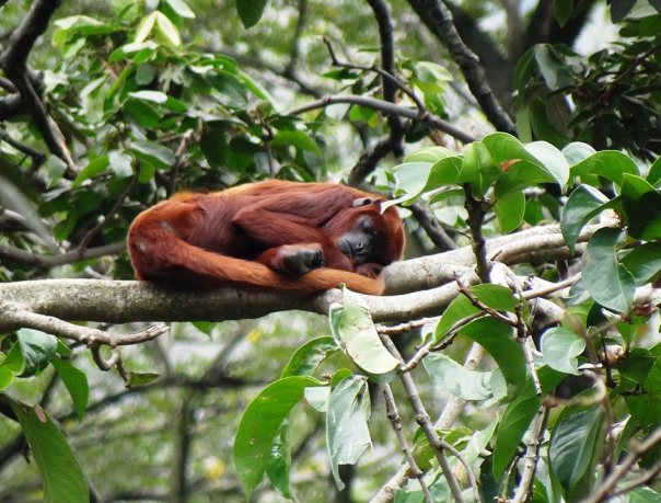Ревуны - самые громкоголосые обезьяны
