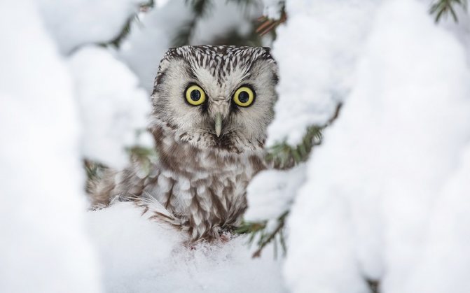 Домовой сыч: образ жизни и среда обитания