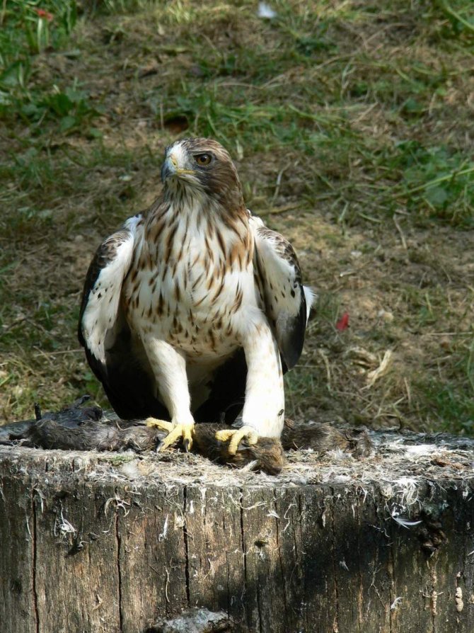 Орел-карлик: образ жизни, где обитает