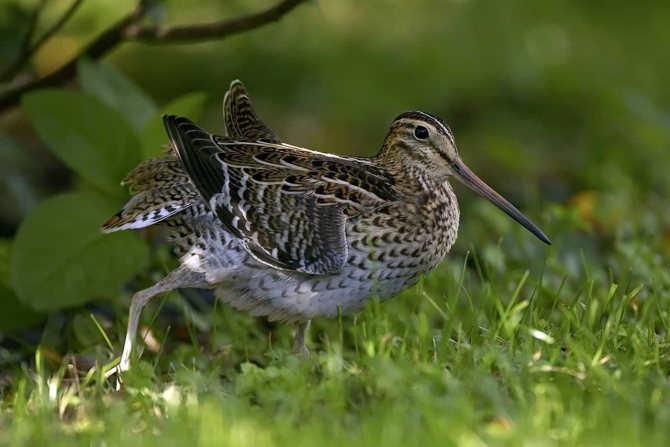Бекас – описание птицы, где обитает и чем питается