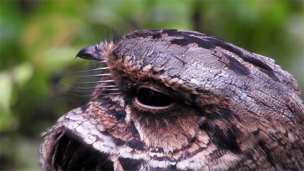 Козодой: образ жизни и среда обитания