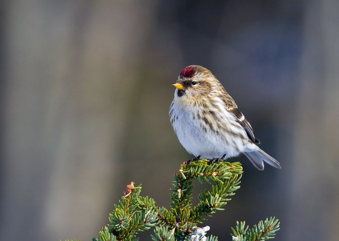 Чечетка (Carduelis flammea)