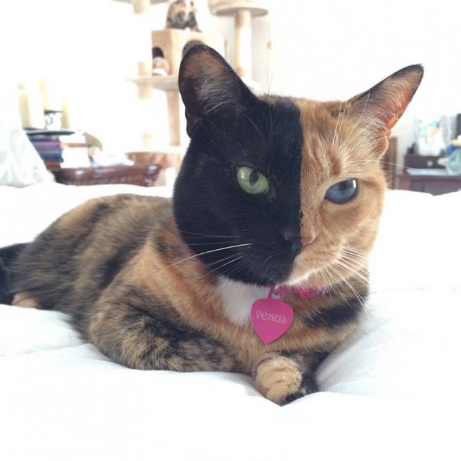 Кошка Венера