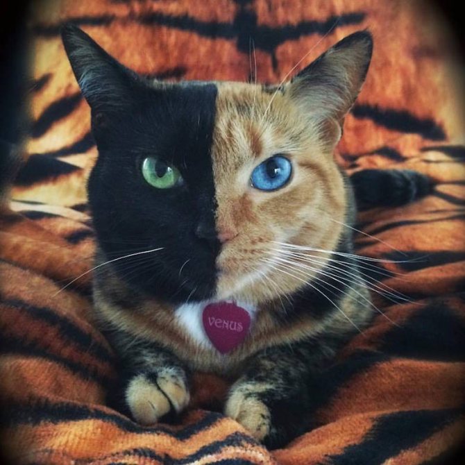Кошка Венера