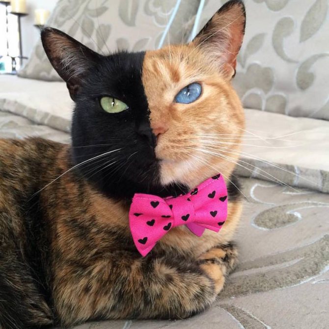 Кошка Венера