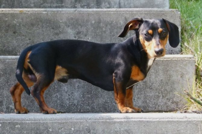 Особенности карликовой и кроличьей разновидности такс