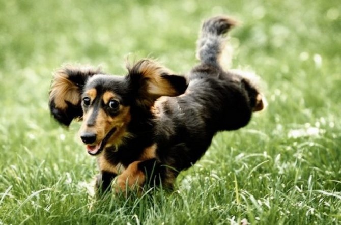 Особенности карликовой и кроличьей разновидности такс