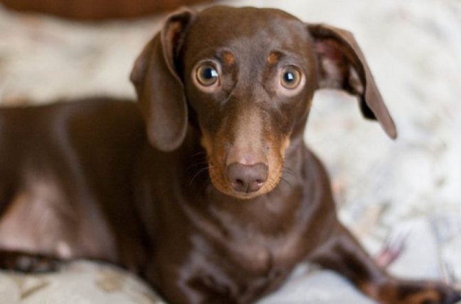 Особенности карликовой и кроличьей разновидности такс