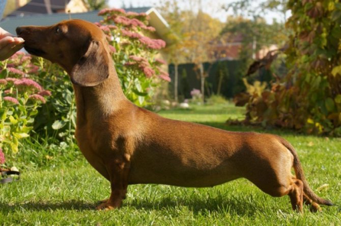 Особенности карликовой и кроличьей разновидности такс