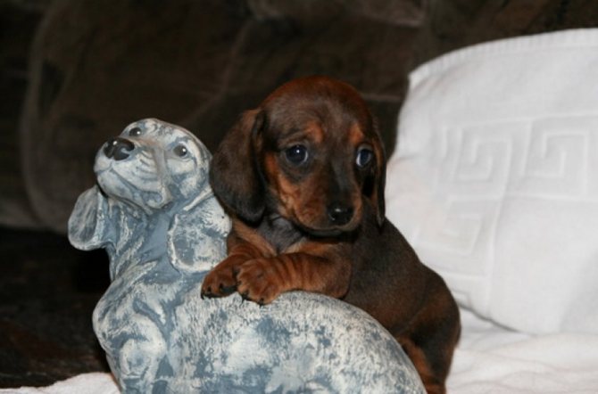 Особенности карликовой и кроличьей разновидности такс