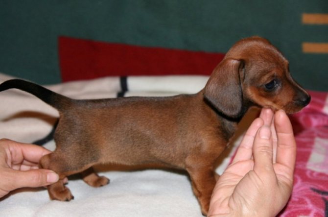 Особенности карликовой и кроличьей разновидности такс