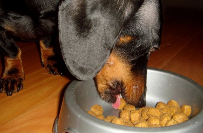 Особенности карликовой и кроличьей разновидности такс