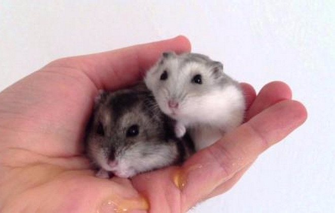 Сколько лет живут джунгарские хомяки в домашних условиях и что влияет на продолжительность их жизни