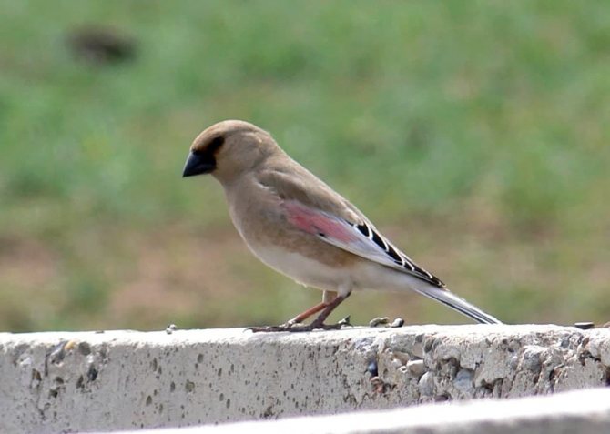 Вьюрок или Юрок?