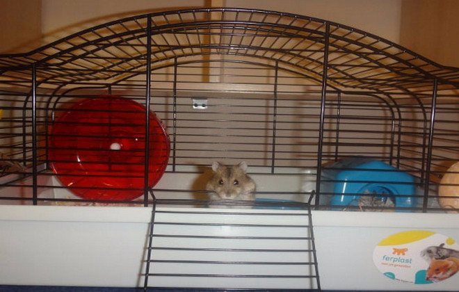 Сколько лет живут джунгарские хомяки в домашних условиях и что влияет на продолжительность их жизни