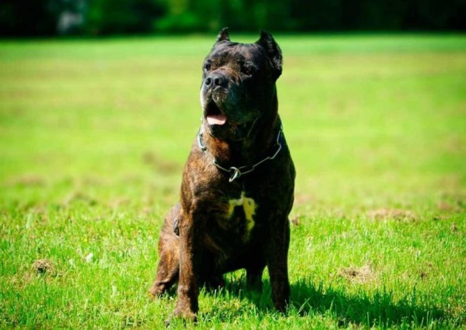 Американский бандог: описание породы и азы ухода за свирепым цепным псом