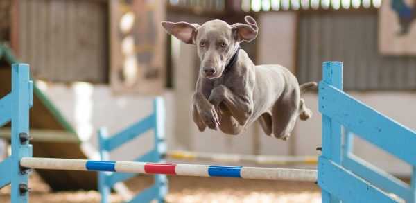 Аджилити для собак: что это такое, соревнования, породы
