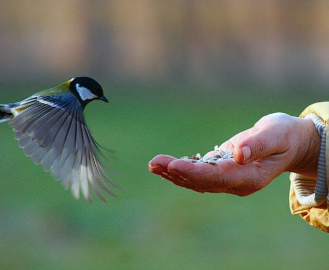 Вьюрок или Юрок?