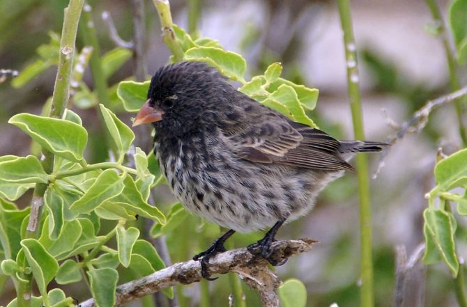 Птица вьюрок: описание, пение, фото, отличие самца от самки