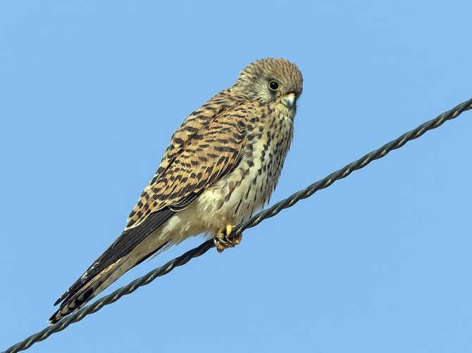 Полевой лунь: описание птицы, особенности, виды, образ жизни