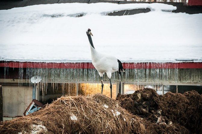 Японский журавль  описание птицы, особенности, виды, среда обитания