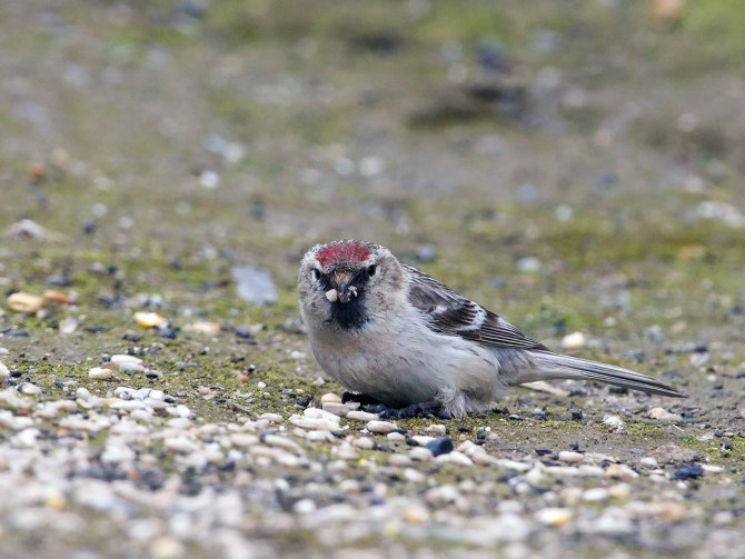 Чечетка (Carduelis flammea)