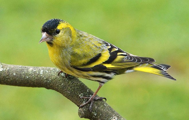 Птица чиж: содержание певчей птицы в неволе