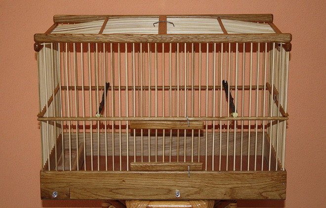 Птица чиж: содержание певчей птицы в неволе