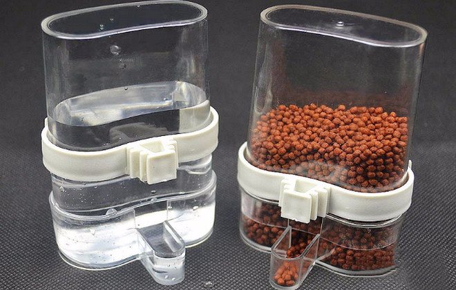 Птица чиж: содержание певчей птицы в неволе