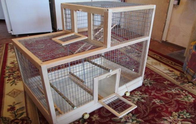 Птица чиж: содержание певчей птицы в неволе