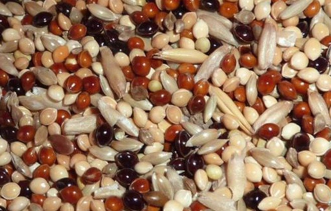 Птица чиж: содержание певчей птицы в неволе