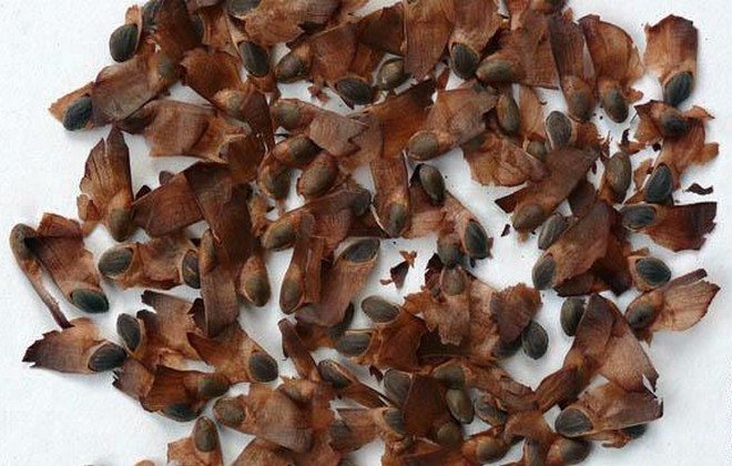 Птица чиж: содержание певчей птицы в неволе