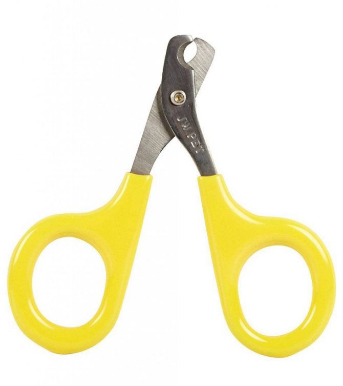 Сколько живут шарпеи в домашних условиях, продолжительность жизни шарпеев