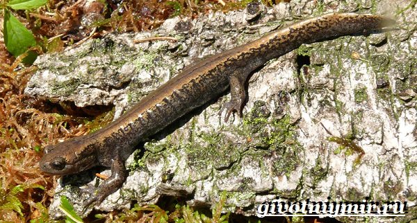 Сибирский углозуб — интересные факты и сведения