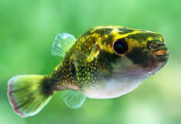 Карликовый тетрадон: совместимость, содержание, уход