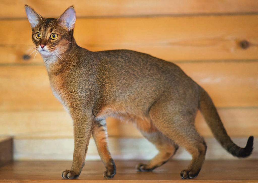 Редкие породы кошек: описания с названиями, экзотические, дорогие