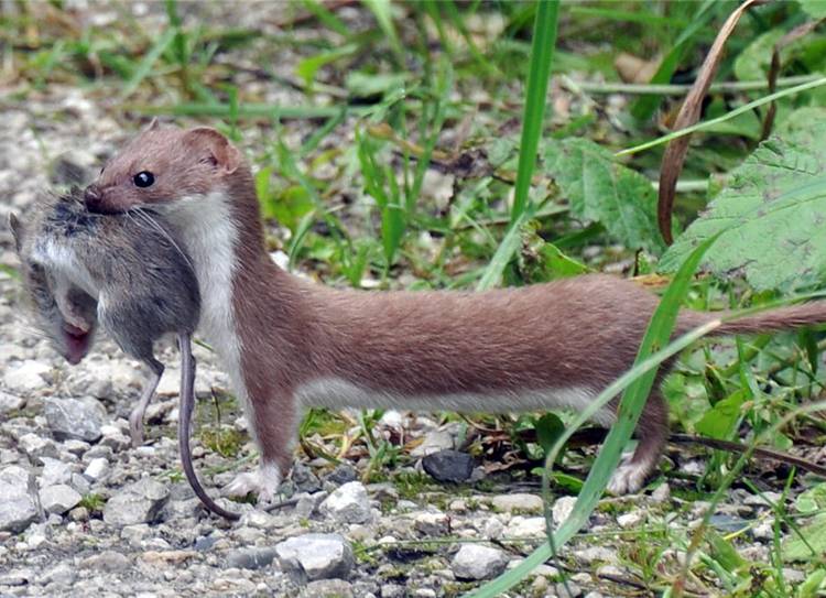 Ласки домашние: уход и содержание