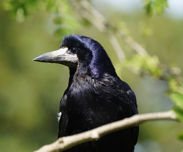 Грачи - особенности жизни, места обитания, поведение и питание птиц