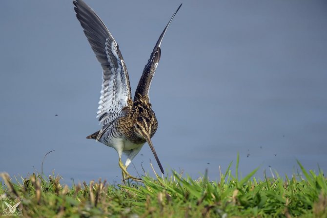 Бекас – описание птицы, где обитает и чем питается